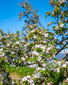 Fruit Orchards Hardanger - Photo by Bob Engelsen